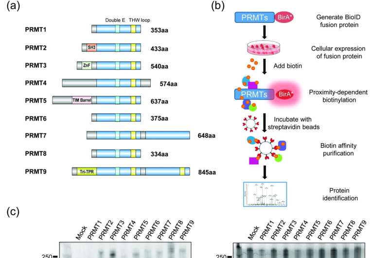Key roles of arginine methylation in global control of RNA splicing and translation