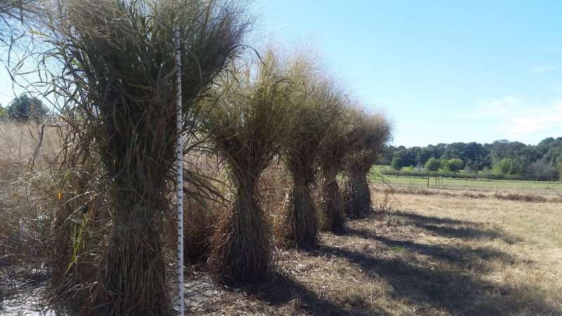 Key switchgrass genes identified, which could mean better biofuels ahead