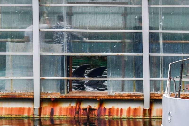 Killer whales are seen in 2019 at a holding facility, known as &quot;whale jail&quot;, in Srednyaya Bay, Russia—President Vladim