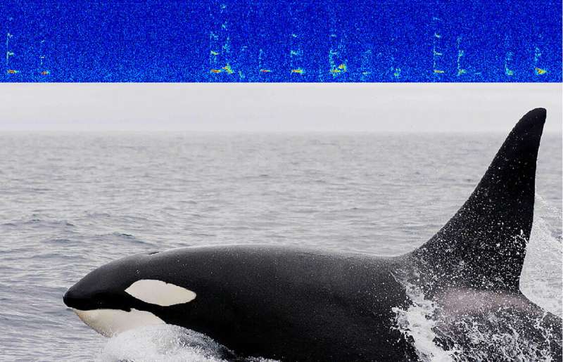 Killer whales lingering in newly melted arctic ocean #ASA181
