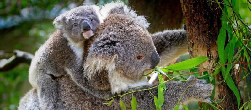Se publican datos del genoma del koala para proteger a las especies vulnerables