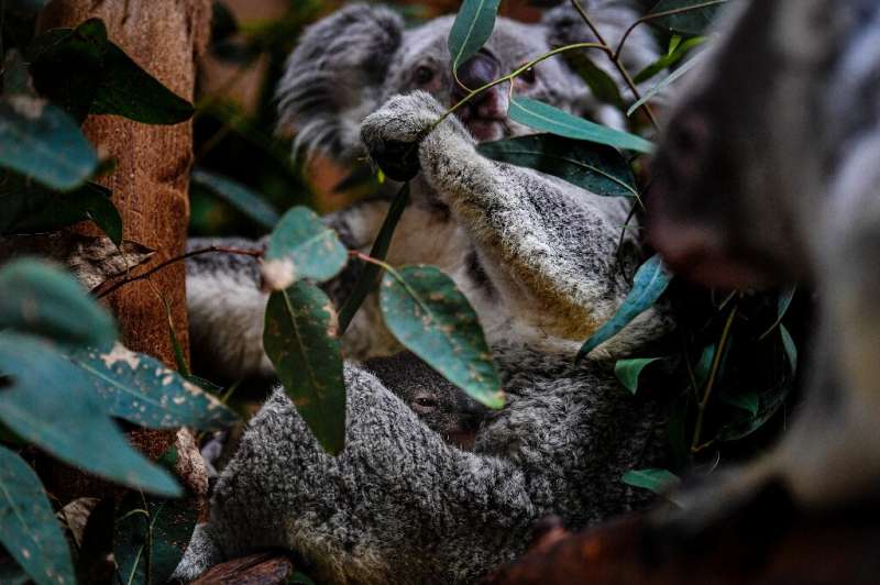 Koalas are considered vulnerable to extinction and face a raft of threats including habitat loss from logging, development and b