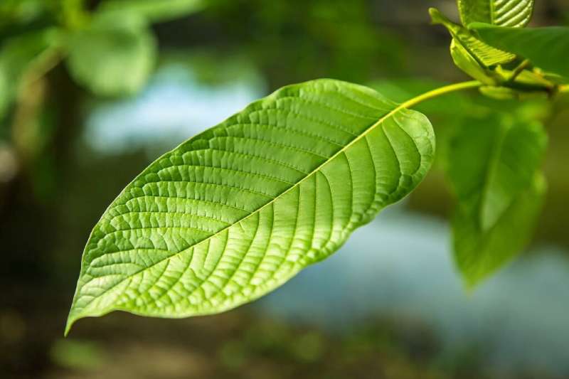 Kratom stimulates the same brain receptors as morphine, though with much milder effects