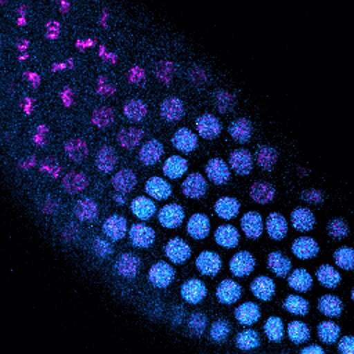 Lab study solves textbook problem: How cells know their size
