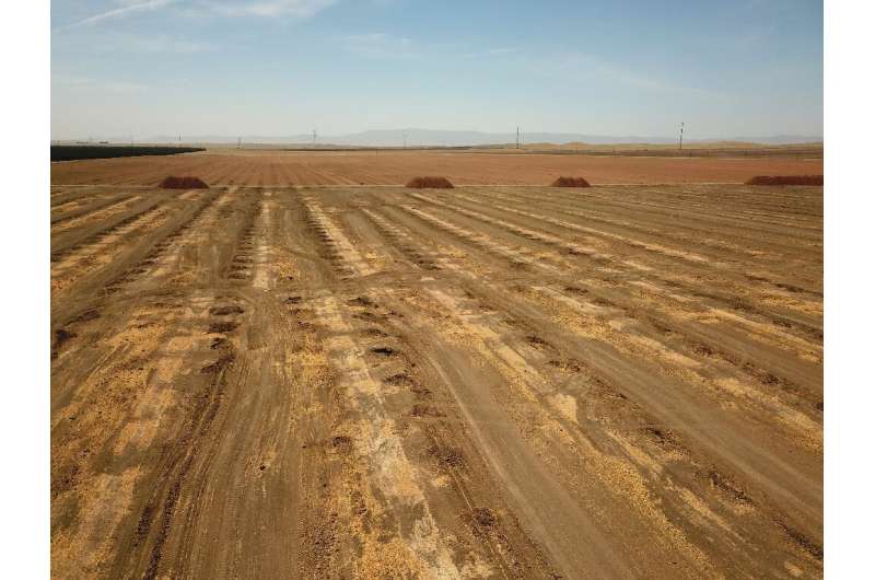 Lacking water, farmers plowed up almond trees in this field in Huron, California