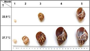 Land snail shells help to reconstruct quantitative temperature