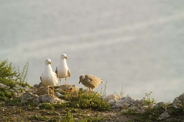 Landfills and meat industry: New food sources for the Medes Islands yellow-legged gull
