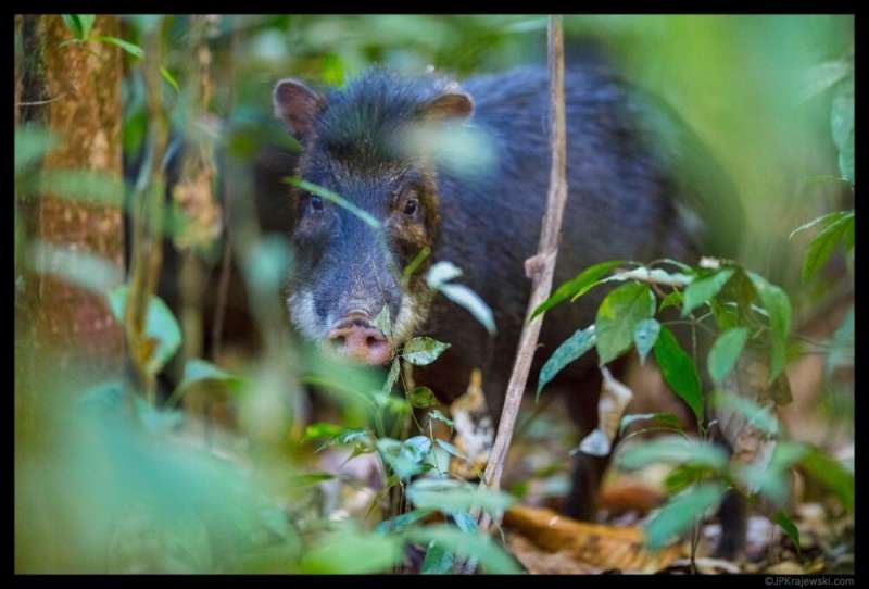Large mammals make soil more fertile in tropical forests