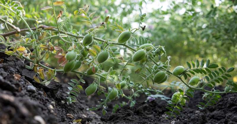 Largest plant genome sequencing effort yields a pan-genome for chickpea