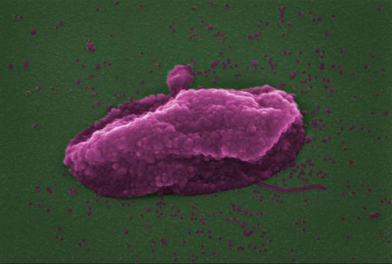 'Last resort' antibiotic pops bacteria like balloons