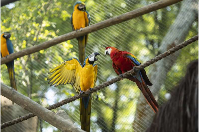 Last wild macaw in Rio is lonely and looking for love