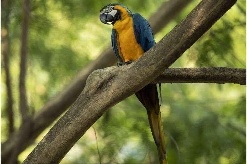 Last wild macaw in Rio is lonely and looking for love