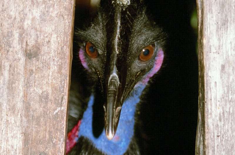 Late Pleistocene humans may have hatched and raised cassowary chicks