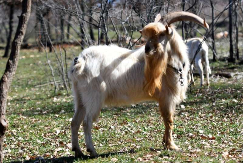 Laws in the 19th and 20th centuries practically banned keeping Istrian goats, which were considered forest-destroying pests
