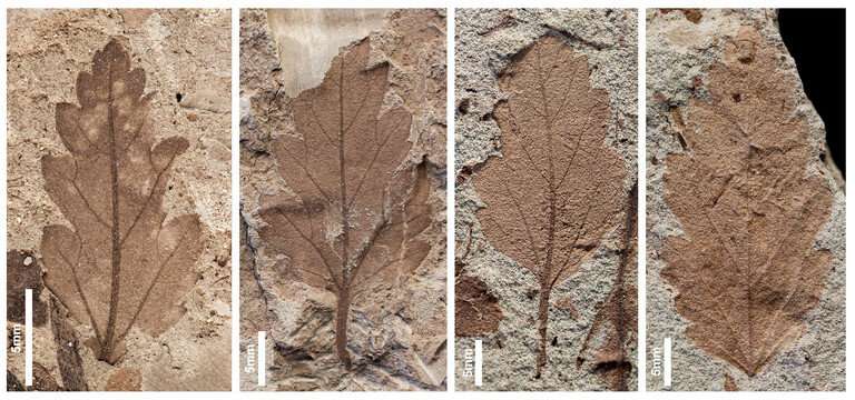 Leaf fossils show severe end-Cretaceous plant extinction in southern Argentina