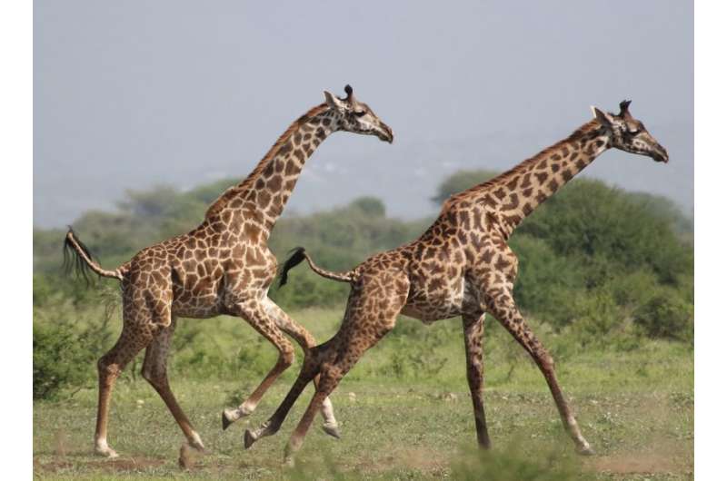 Leaving by Staying: Dispersal Decisions of Young Giraffes