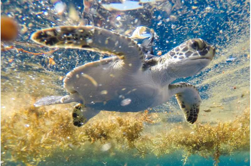 Legendary Sargasso sea may be sea turtles' destination during mysterious 'lost years'