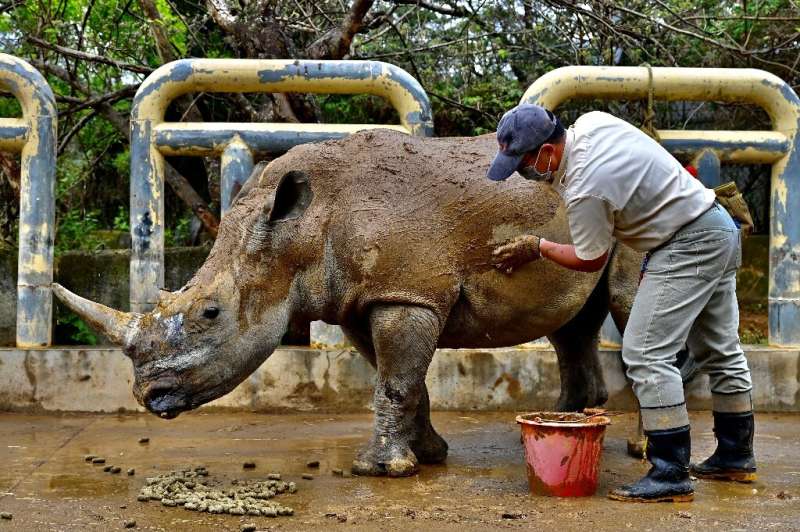 Leofoo Safari Park imported eight rhinos from Africa in 1979 and now has the most successful breeding programme in Asia with 23 