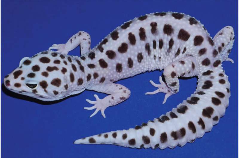 Leopard gecko skin tumors traced to cancer gene