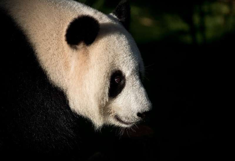 Liang Liang, a giant panda, has been on loan to Malaysia since 2014 along with a male panda, Xing Xing