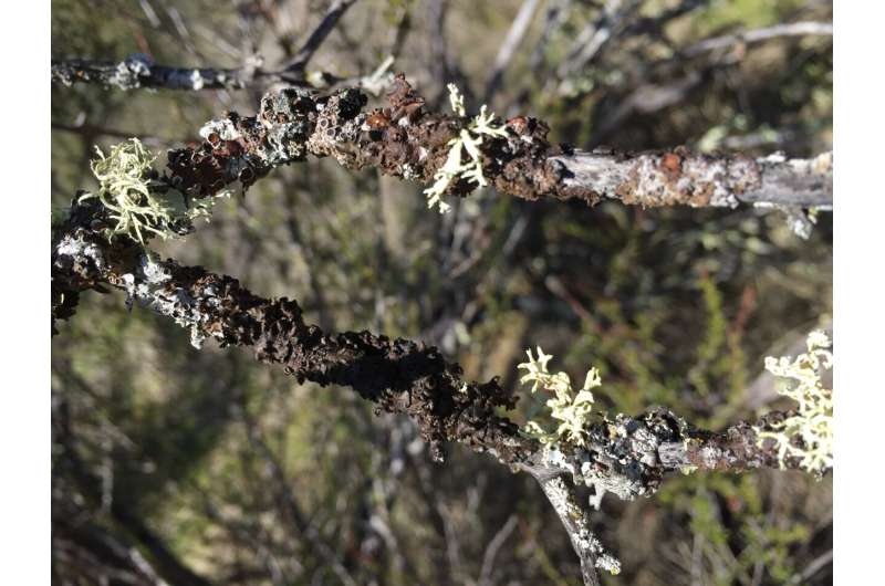 Lichens slow to return after wildfire