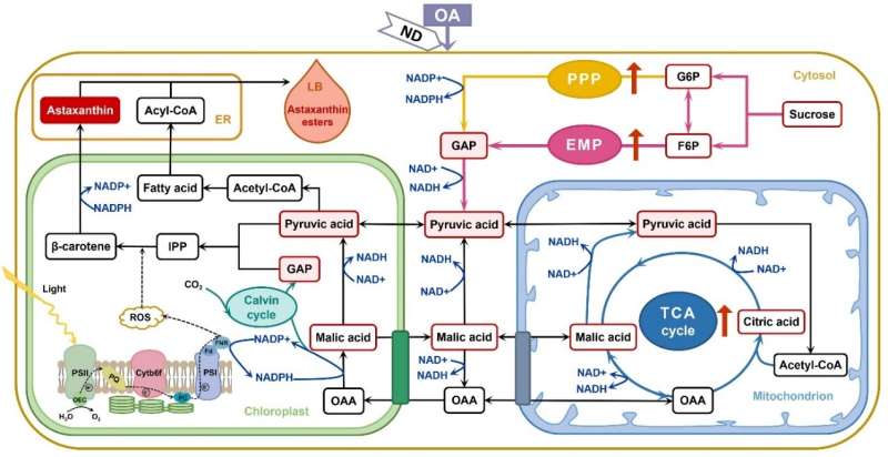 Light-independent metabolic pathways regulate astaxanthin accumulation in Haematococcus