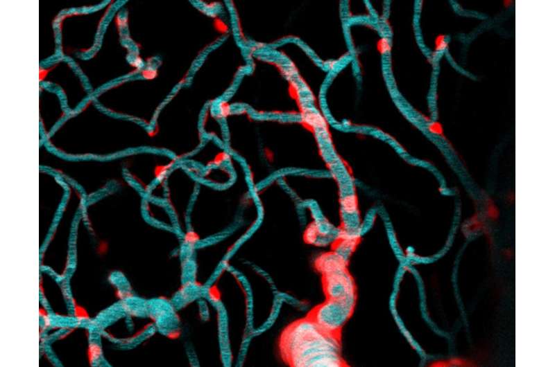 Light and genetic probes untangle dynamics of brain blood flow