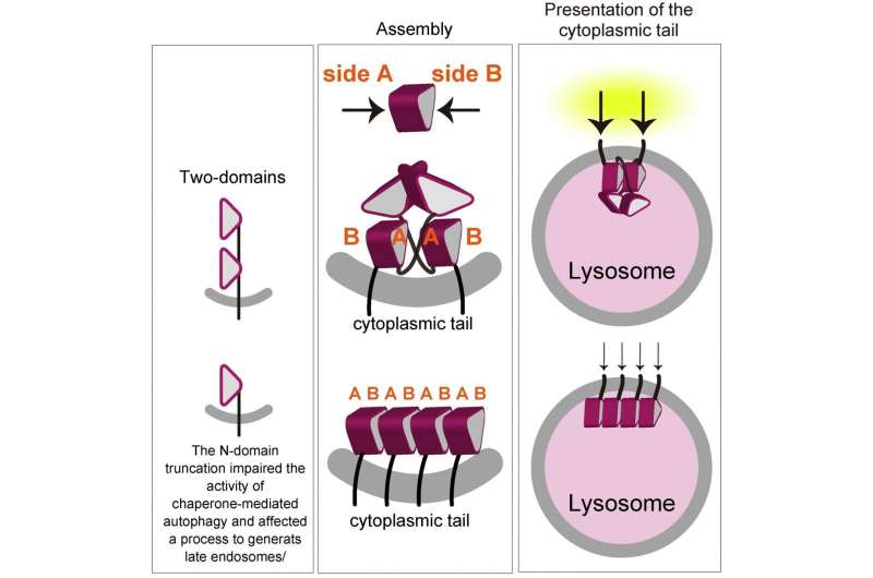 Lighting the LAMP to reveal mystery of lysosomes