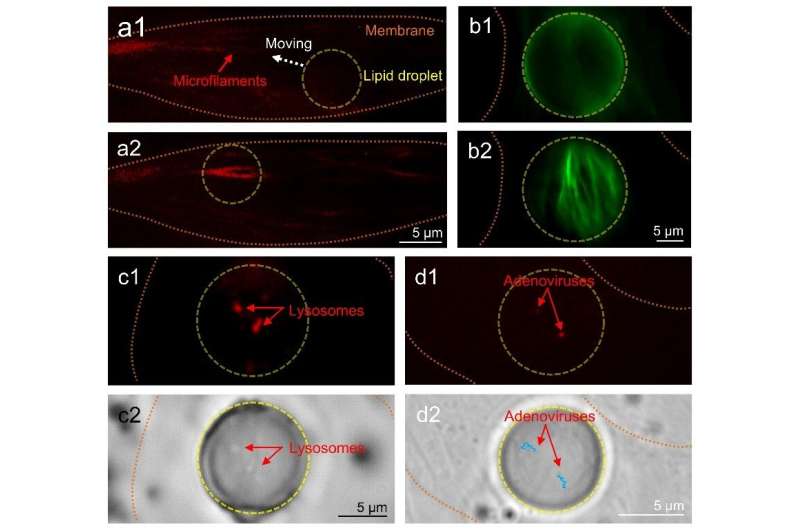 Lipid droplets as endogenous intracellular microlenses