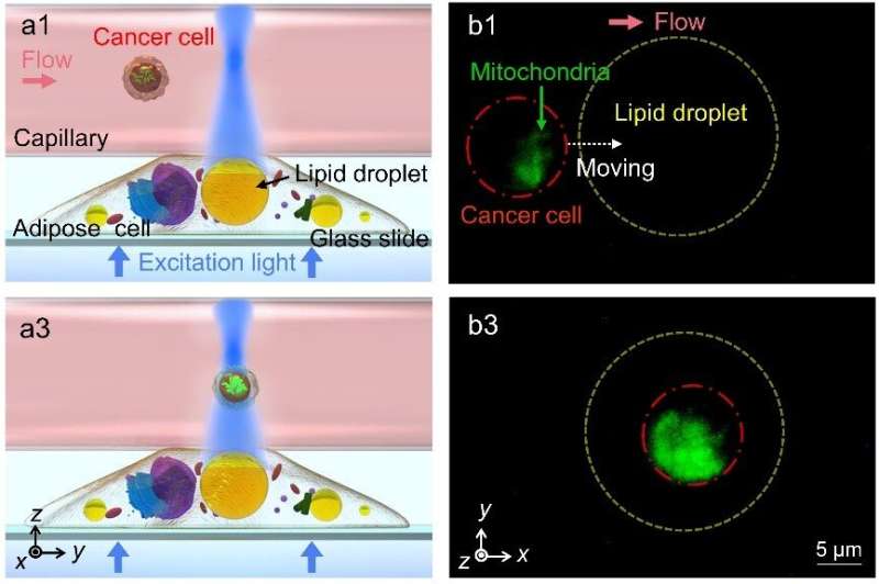 Lipid droplets as endogenous intracellular microlenses