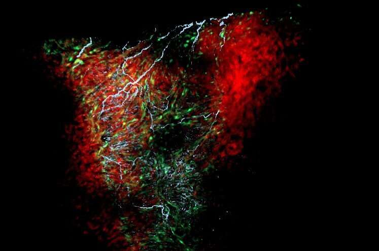 Little-known glial cells regulate development and function of the heart