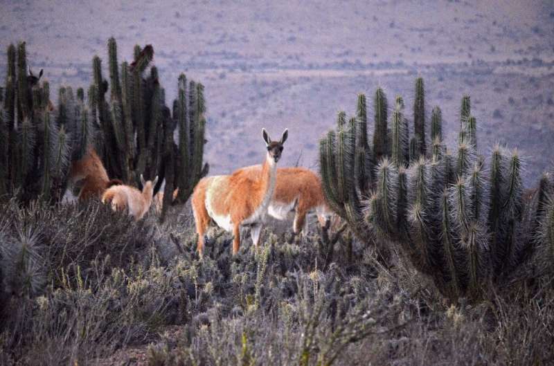 Llama-like guanacos are seen on October 5, 2021 in the area of La Higuera, Chile where eco-activists say the Dominga mining proj