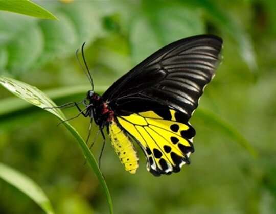 Local butterflies which enjoy exotic plants