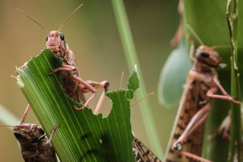 Locusts devastate a maize crop in Kenya, just one of the many increasingly frequent and severe natural disasters hitting farmers