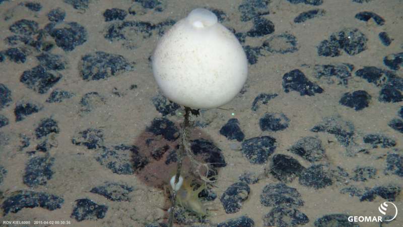 Lodgers on manganese nodules: Sponges promote a high diversity