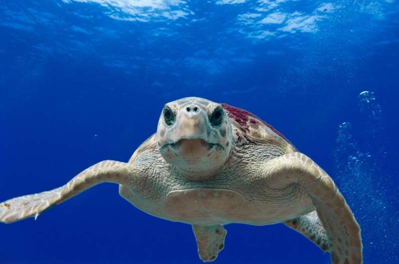 Newswise: ‘Gut’ Instinct Helps Scientists Ensure Sea Turtles in Rehab Get a Proper Diet 