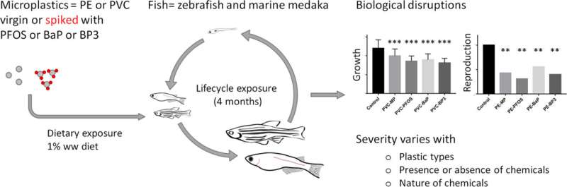 Long-term ingestion of microplastic harms growth and reproduction in fish
