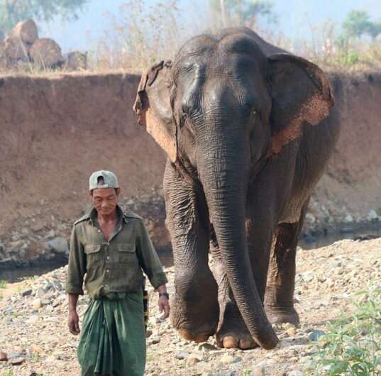 Longer relationship between elephant and its handler improves their co-operation during working tasks