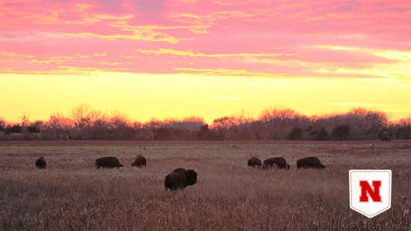 Losing ground? Dense bison herds may threaten nesting bird species