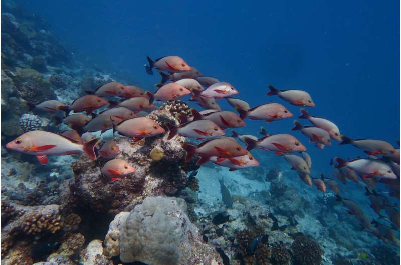 Loss of picky-eating fish threatens coral reef food webs
