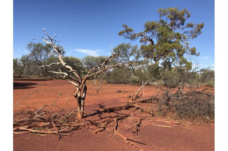 Loved to death: Australian sandalwood is facing extinction in the wild