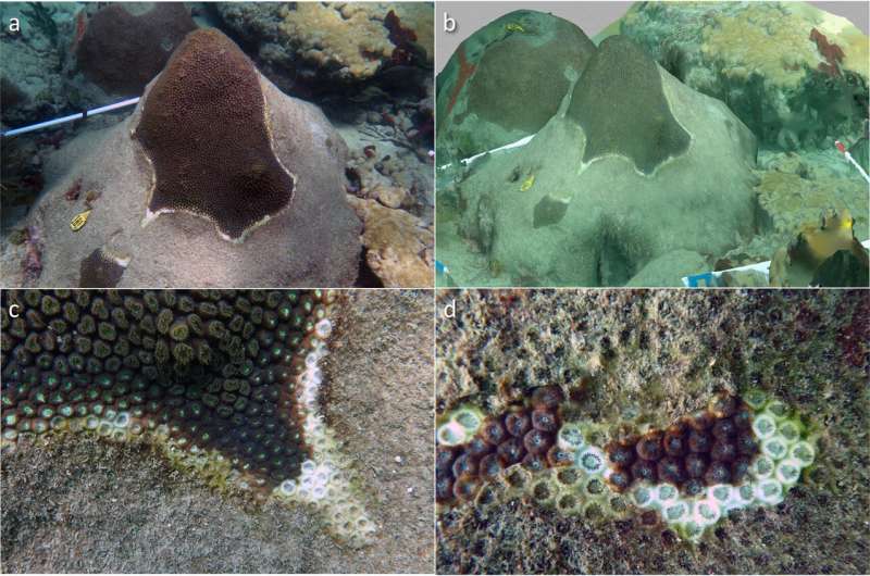 Low-cost 3D method rapidly measures disease impacts on Florida’s coral reefs