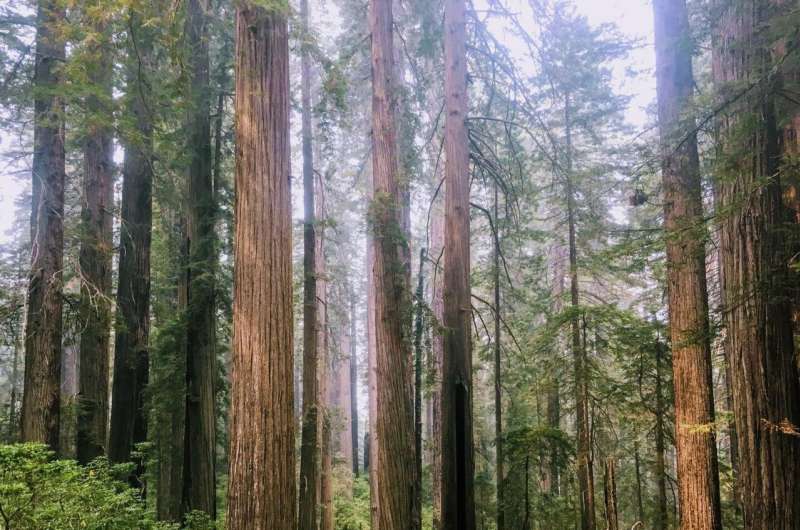 Low-level thinning can help restore redwood forests without affecting stream temperatures
