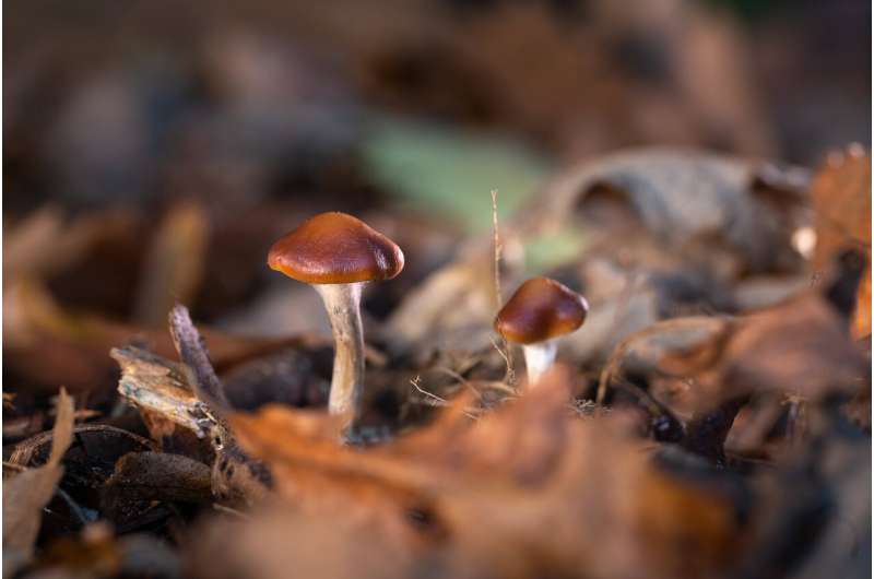 Magic mushroom compound performs at least as well as leading antidepressant in small study