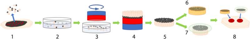 MagneTEskin – Reconstructing the skin with magnetically induced assembly of microtissue cores