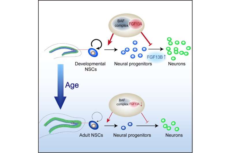 Maintenance of self-renewal and proliferation of hippocampal neural stem cells during postnatal development
