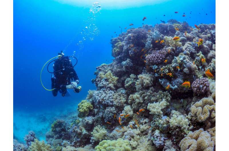Major discovery helps explain coral bleaching