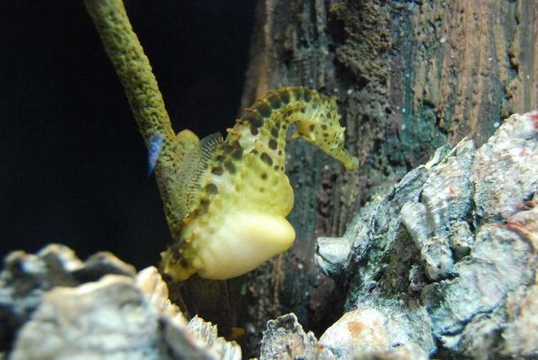 Male seahorses develop placentas to support their growing babies