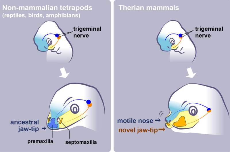Mammals’ noses come from reptiles’ jaws—evolutionary development of facial bones