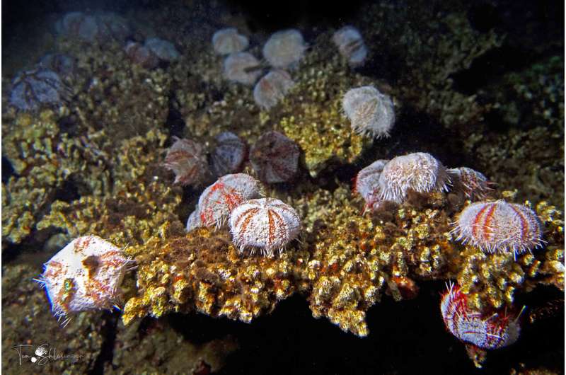 Managing global climate change--and local conditions--key to coral reefs' survival